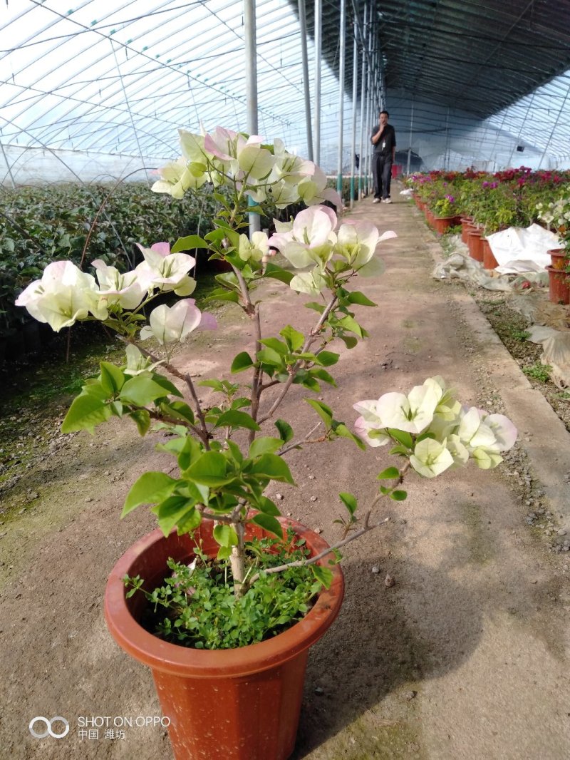 三角梅（常年供应各种规格）基地直销，量大优惠