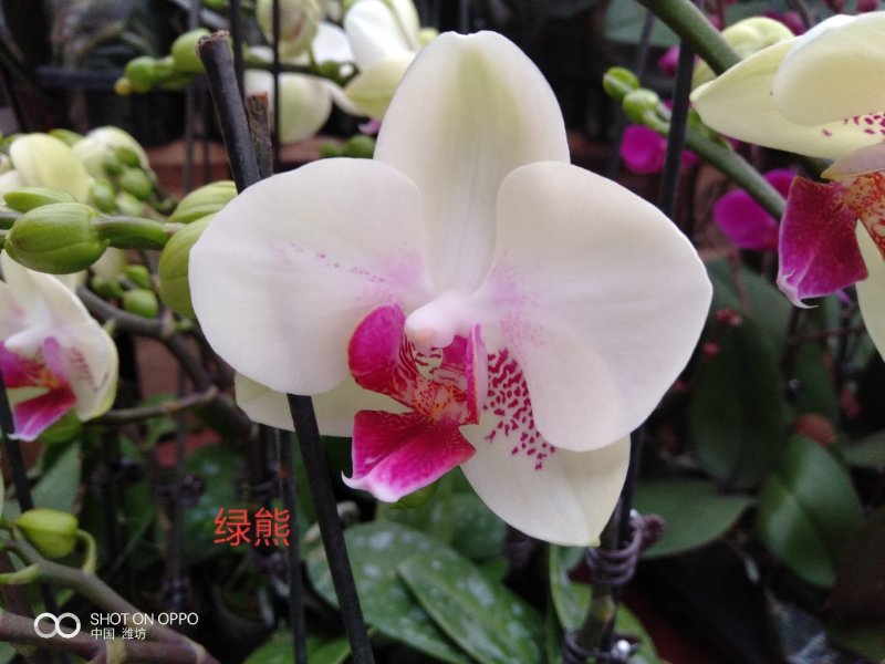 百合盆栽（白，粉香水百合，亚白）基地直销，常年供应