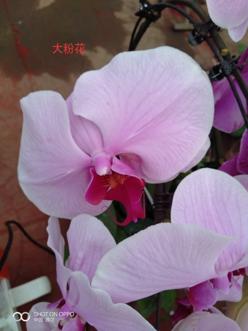百合盆栽（白，粉香水百合，亚白）基地直销，常年供应