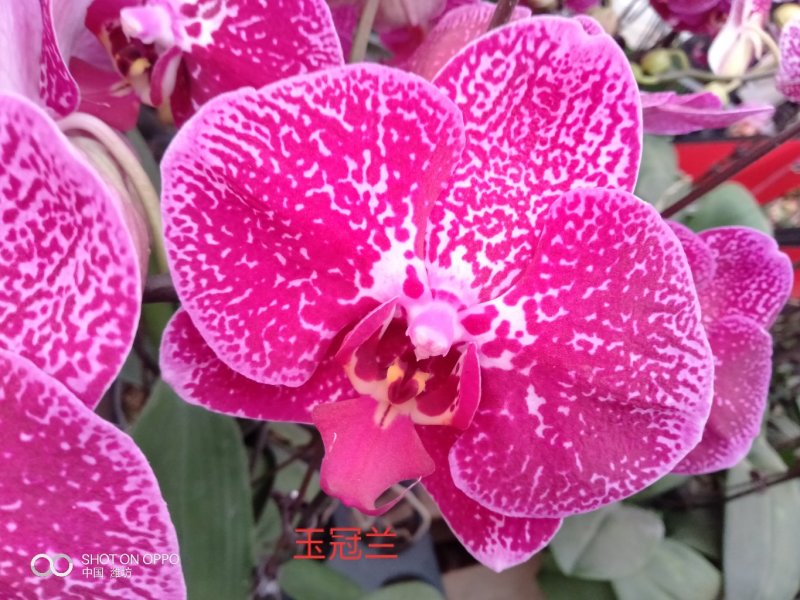 百合盆栽（白，粉香水百合，亚白）基地直销，常年供应