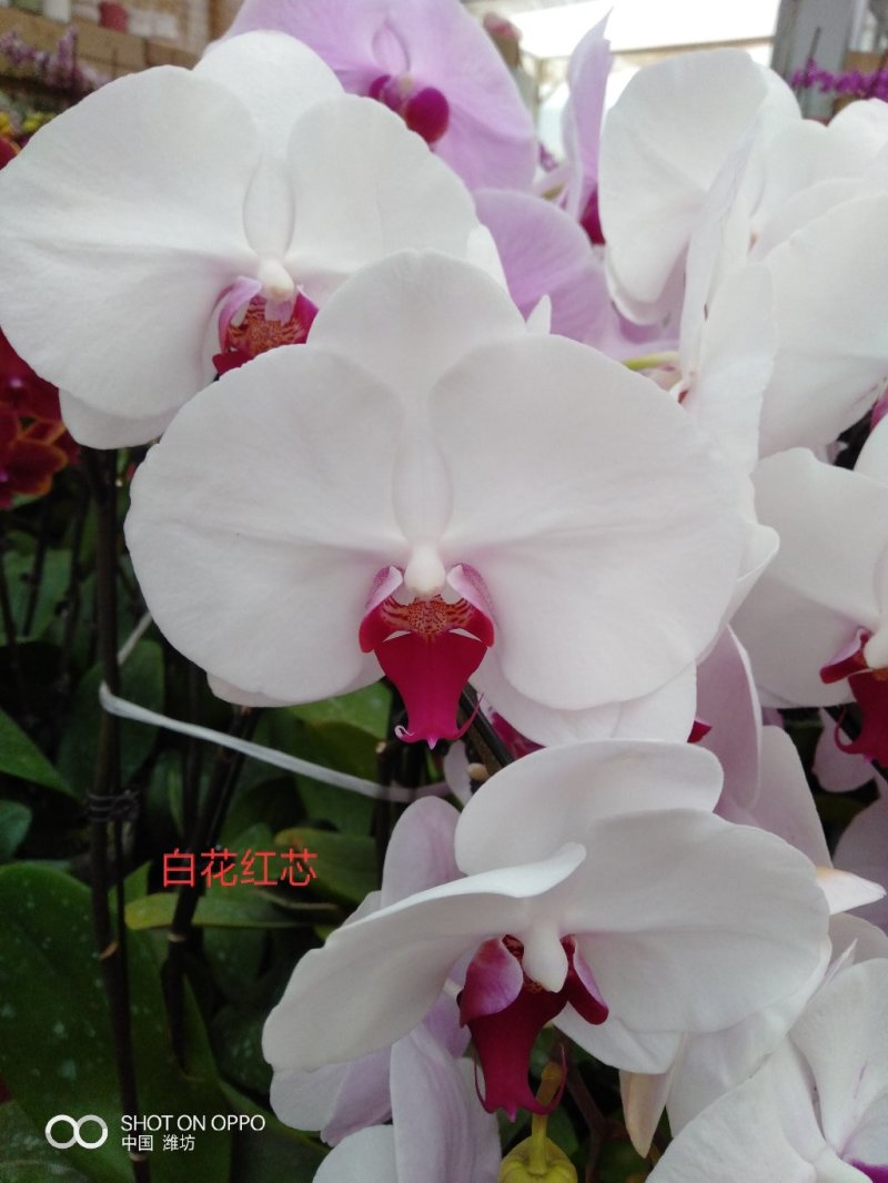 百合盆栽（白，粉香水百合，亚白）基地直销，常年供应