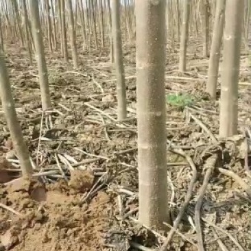 自家种植一级泡桐树苗