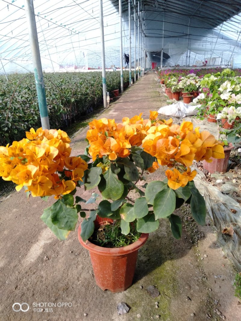 飘香藤（花期很长，适合室内，院内栽培花香浓郁）