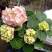 飘香藤（花期很长，适合室内，院内栽培花香浓郁）