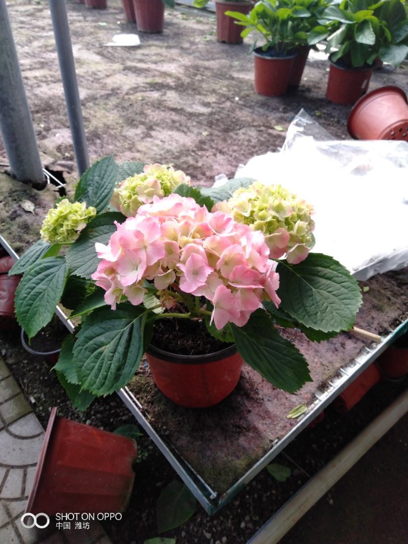 飘香藤（花期很长，适合室内，院内栽培花香浓郁）