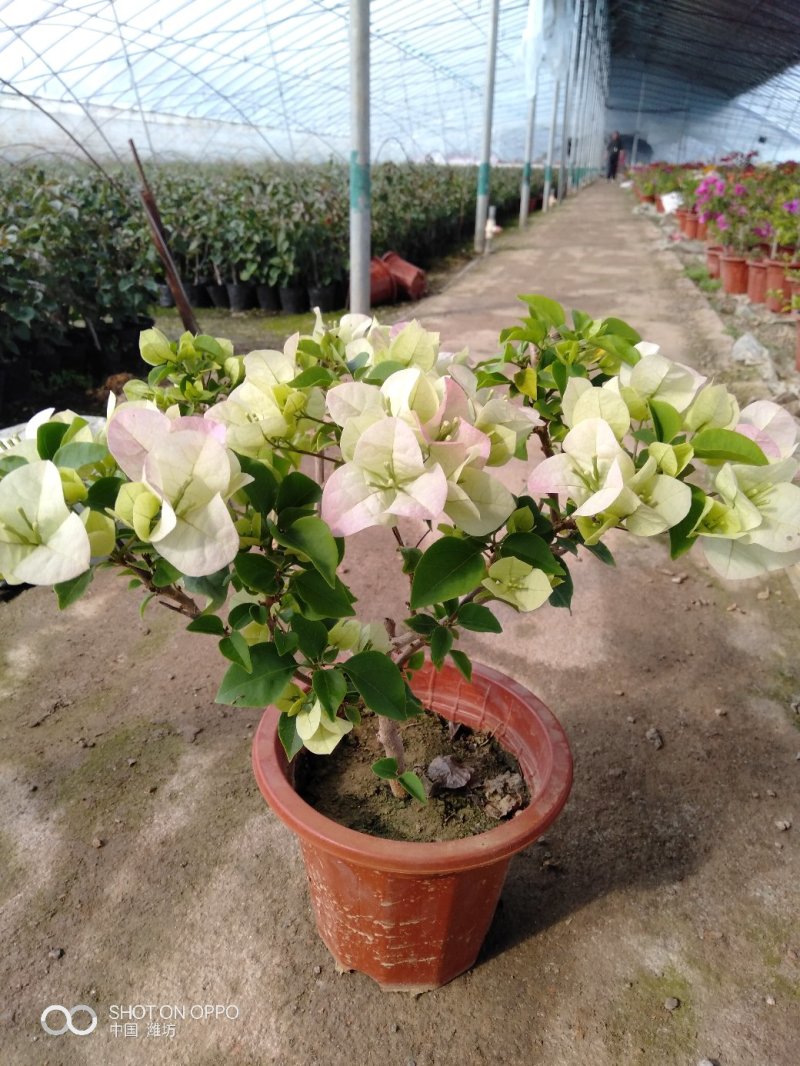 飘香藤（花期很长，适合室内，院内栽培花香浓郁）