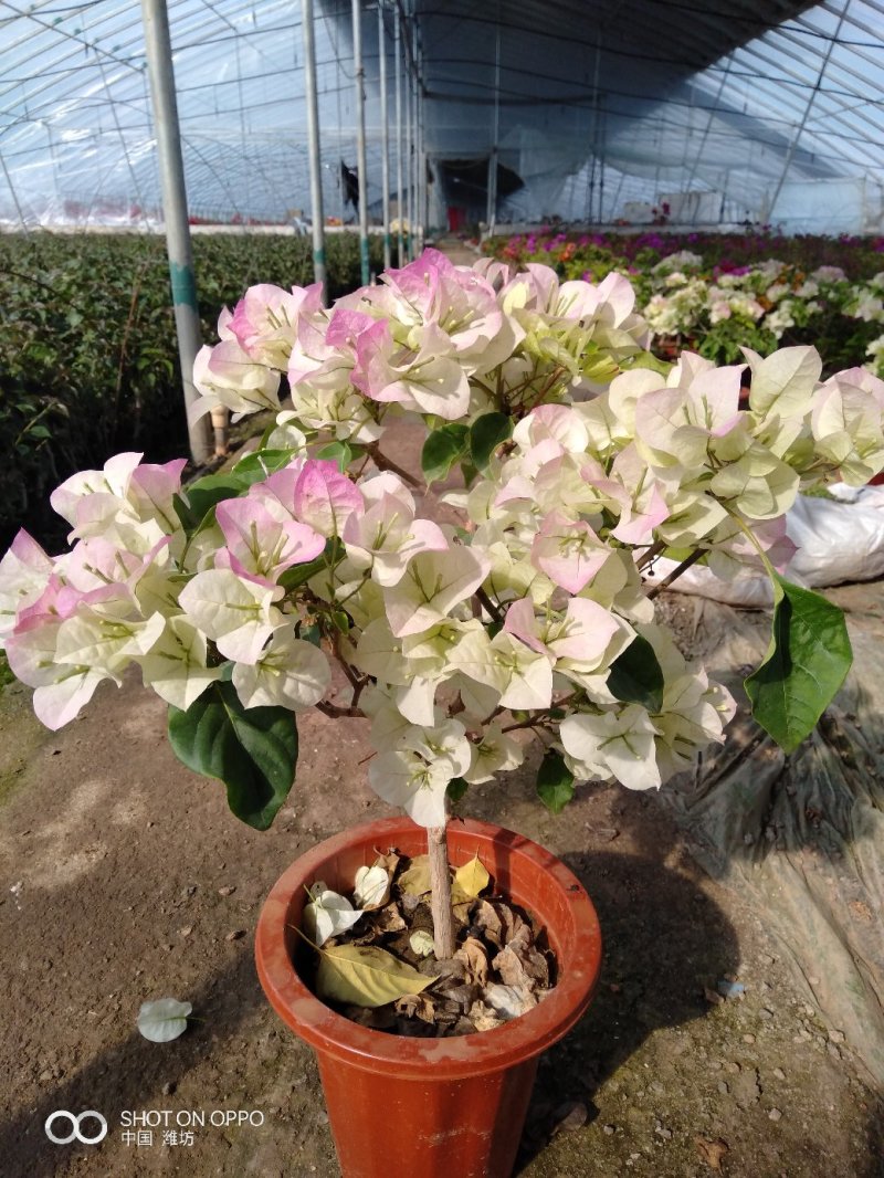 飘香藤（花期很长，适合室内，院内栽培花香浓郁）