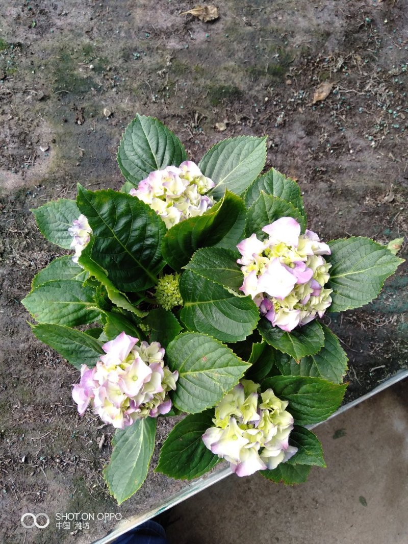 飘香藤（花期很长，适合室内，院内栽培花香浓郁）