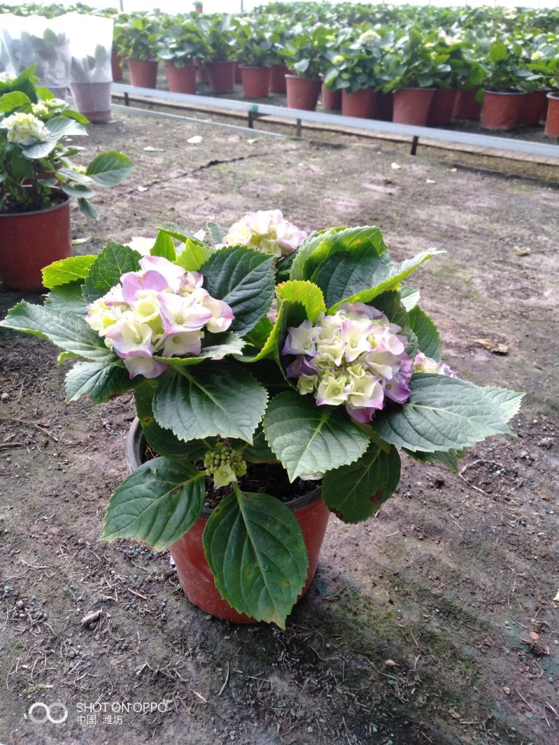 飘香藤（花期很长，适合室内，院内栽培花香浓郁）