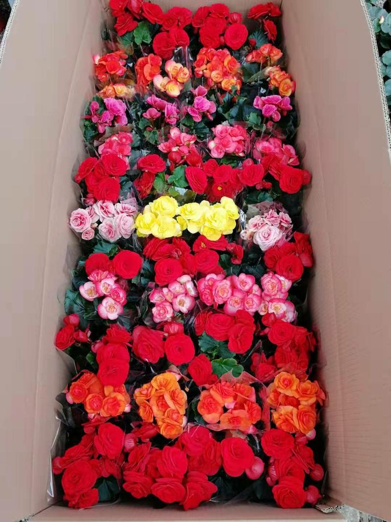 丽格海棠（各种规格，六个颜色）混色发货，常年供应