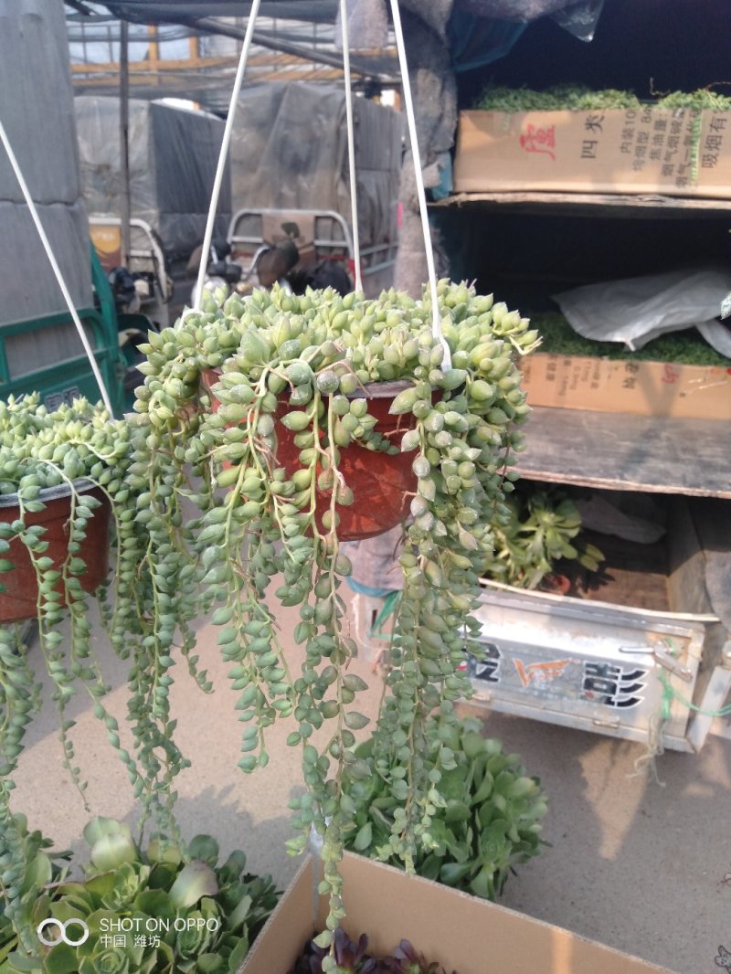 丽格海棠（各种规格，六个颜色）混色发货，常年供应