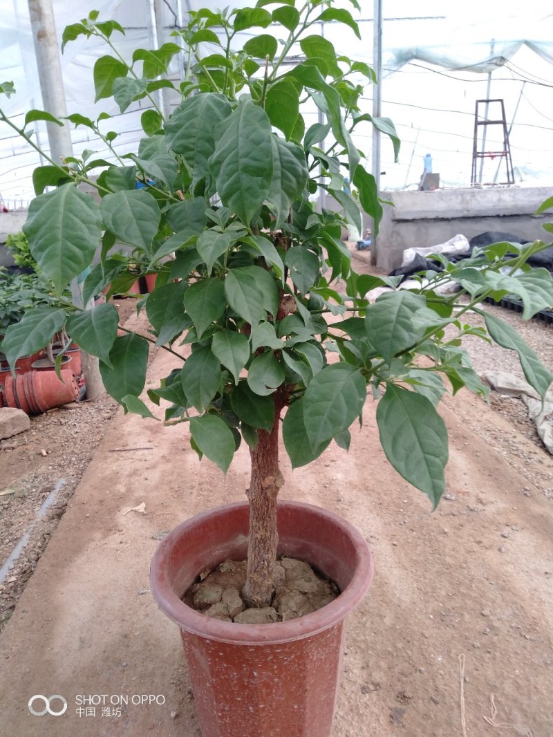 三角梅（常年供应各种规格）基地直销，量大优惠
