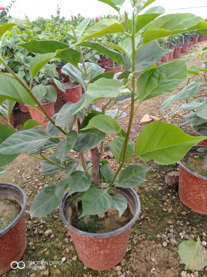 三角梅（常年供应各种规格）基地直销，量大优惠