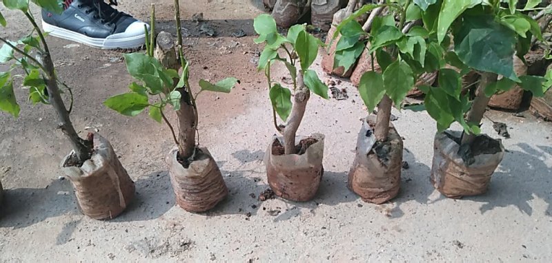 三角梅（常年供应各种规格）基地直销，量大优惠