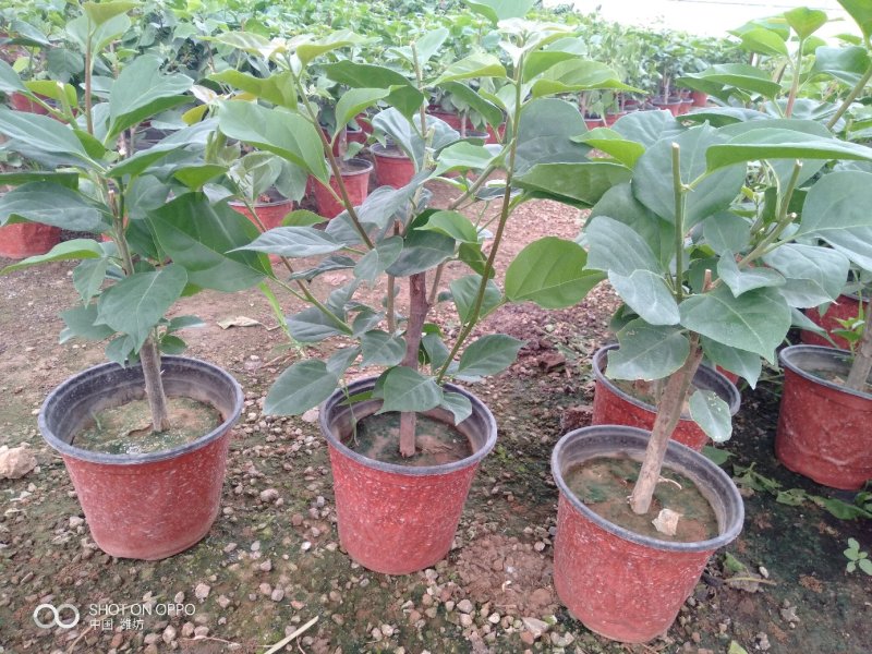 三角梅（常年供应各种规格）基地直销，量大优惠