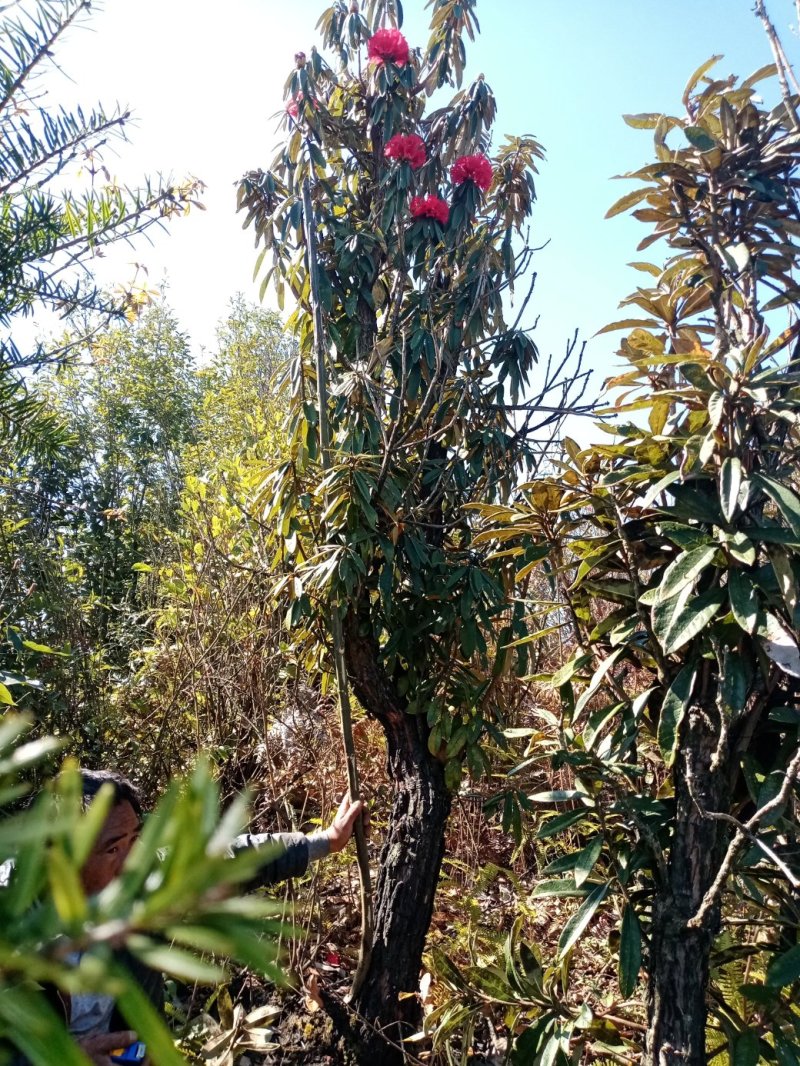 出售马缨花，喜欢的聊。