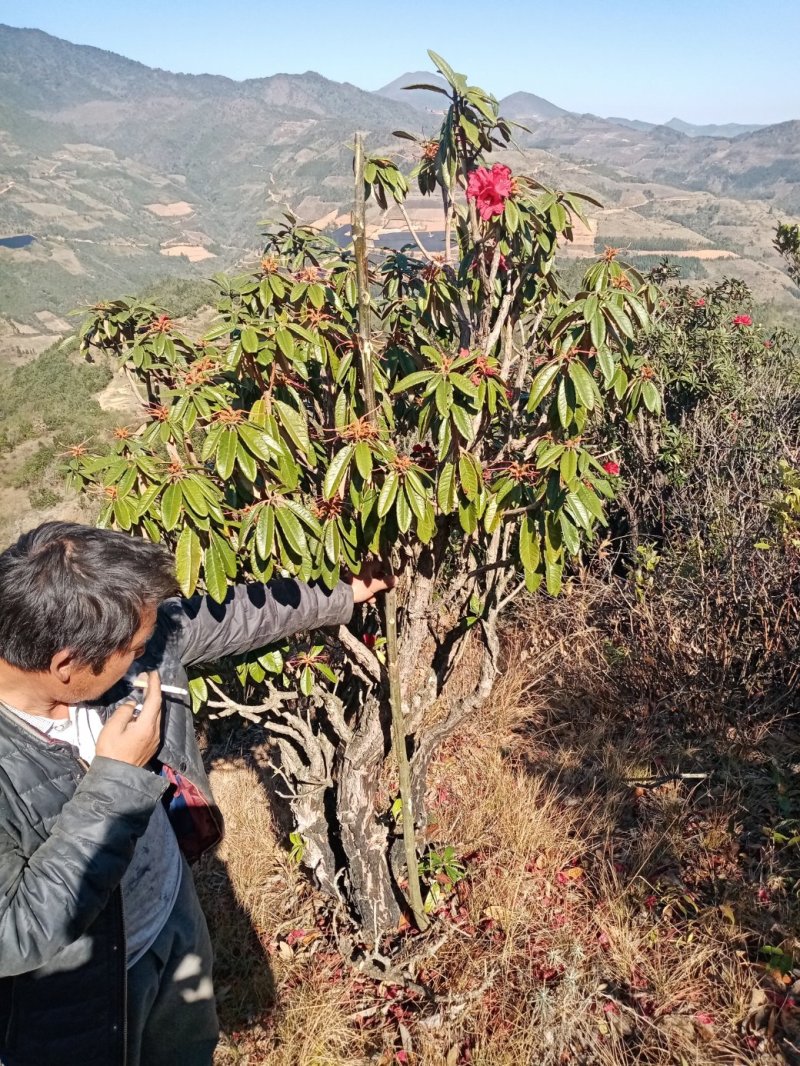 出售马缨花，喜欢的聊。