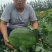 龙卷风西瓜种子高糖8号中早熟抗重茬码密易做果面光滑，
