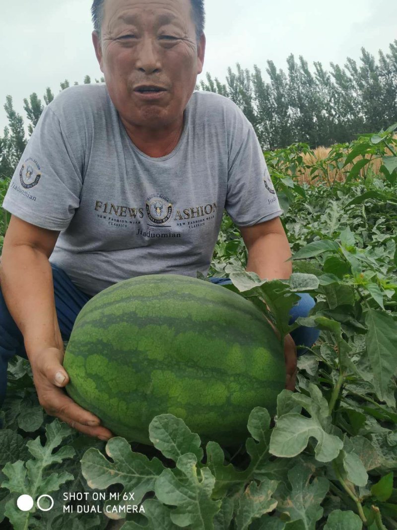 龙卷风西瓜种子高糖8号中早熟抗重茬码密易做果面光滑，