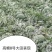 龙卷风西瓜种子高糖8号中早熟抗重茬码密易做果面光滑，