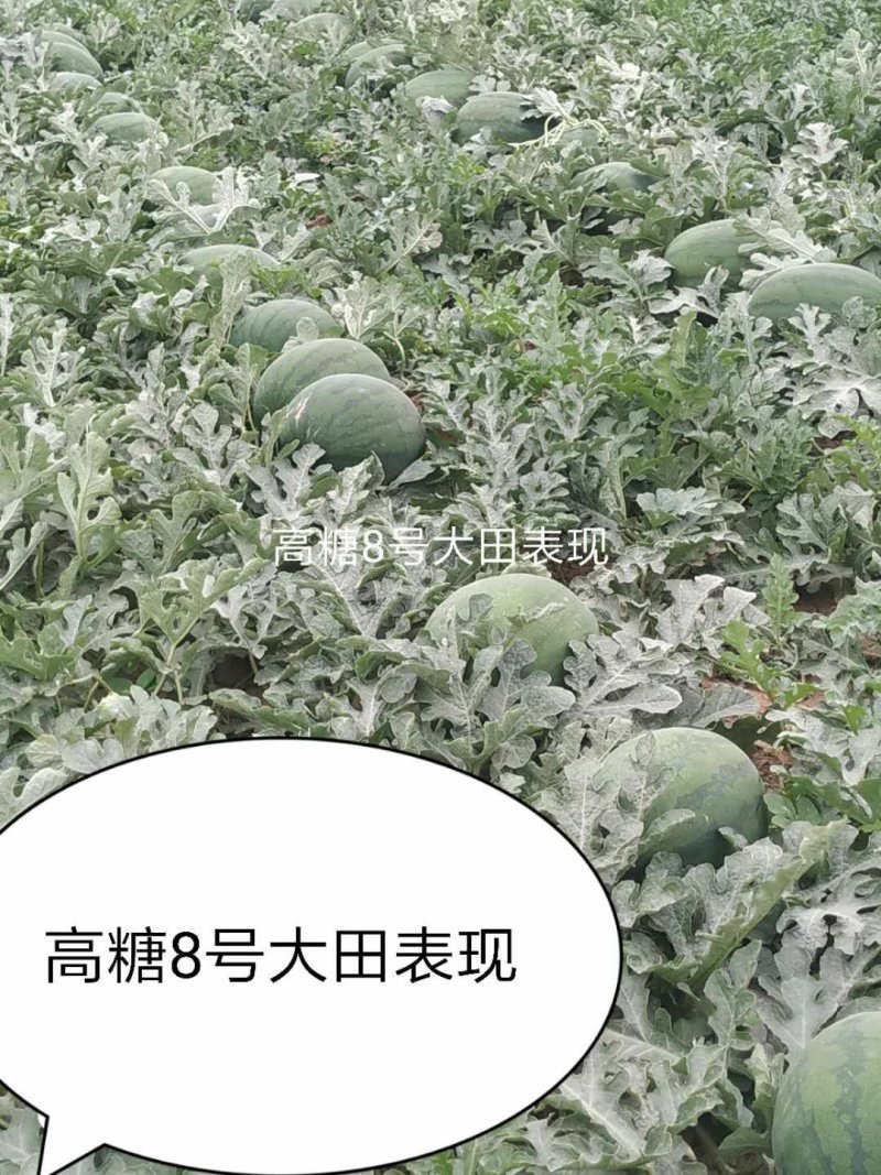 龙卷风西瓜种子高糖8号中早熟抗重茬码密易做果面光滑，