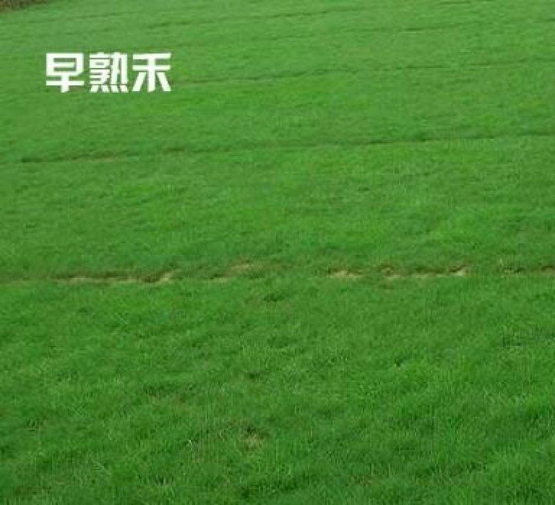 早熟禾种子进口高产草籽护坡绿化抗旱耐寒多年生