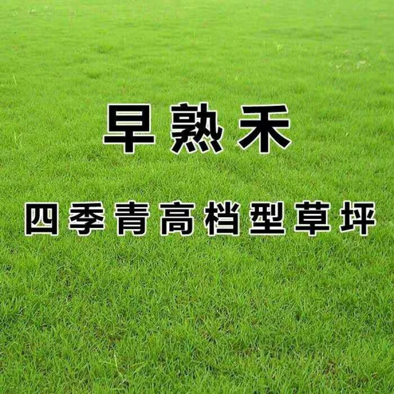 早熟禾种子进口高产草籽护坡绿化抗旱耐寒多年生