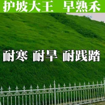 早熟禾种子进口高产草籽护坡绿化抗旱耐寒多年生