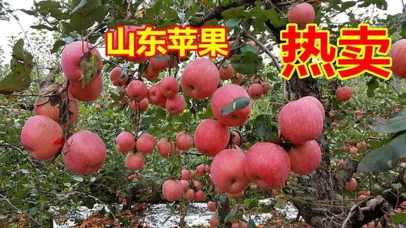 红富士苹果产地【市场果电商果】质量好价格便宜全国发货