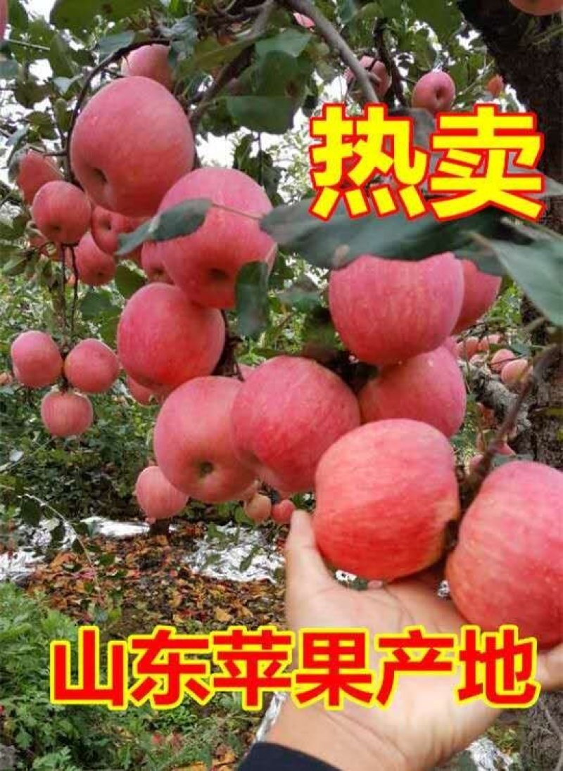 红富士苹果产地热卖1条纹全红苹果，质量保证，任性挑选价格