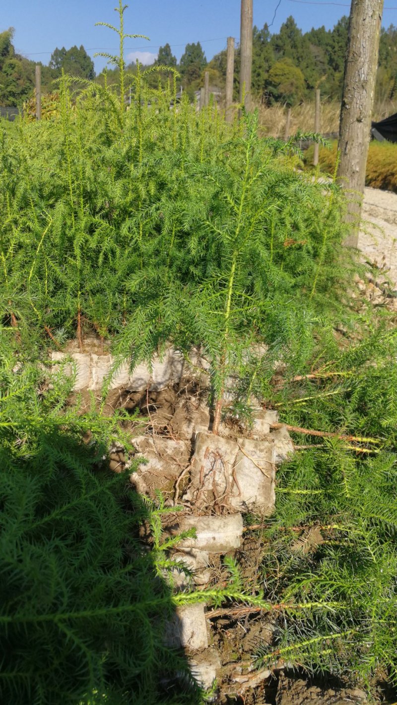 秃杉袋苗（无纺布袋，高30以上）