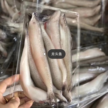 龙头鱼