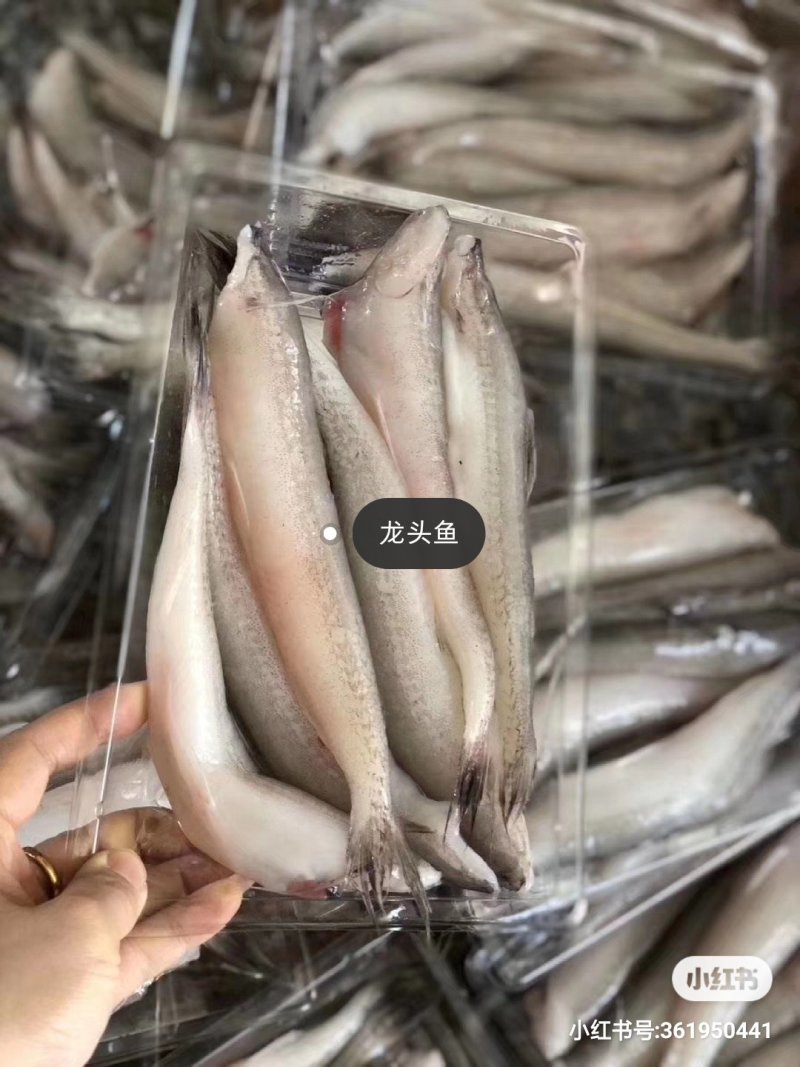 龙头鱼