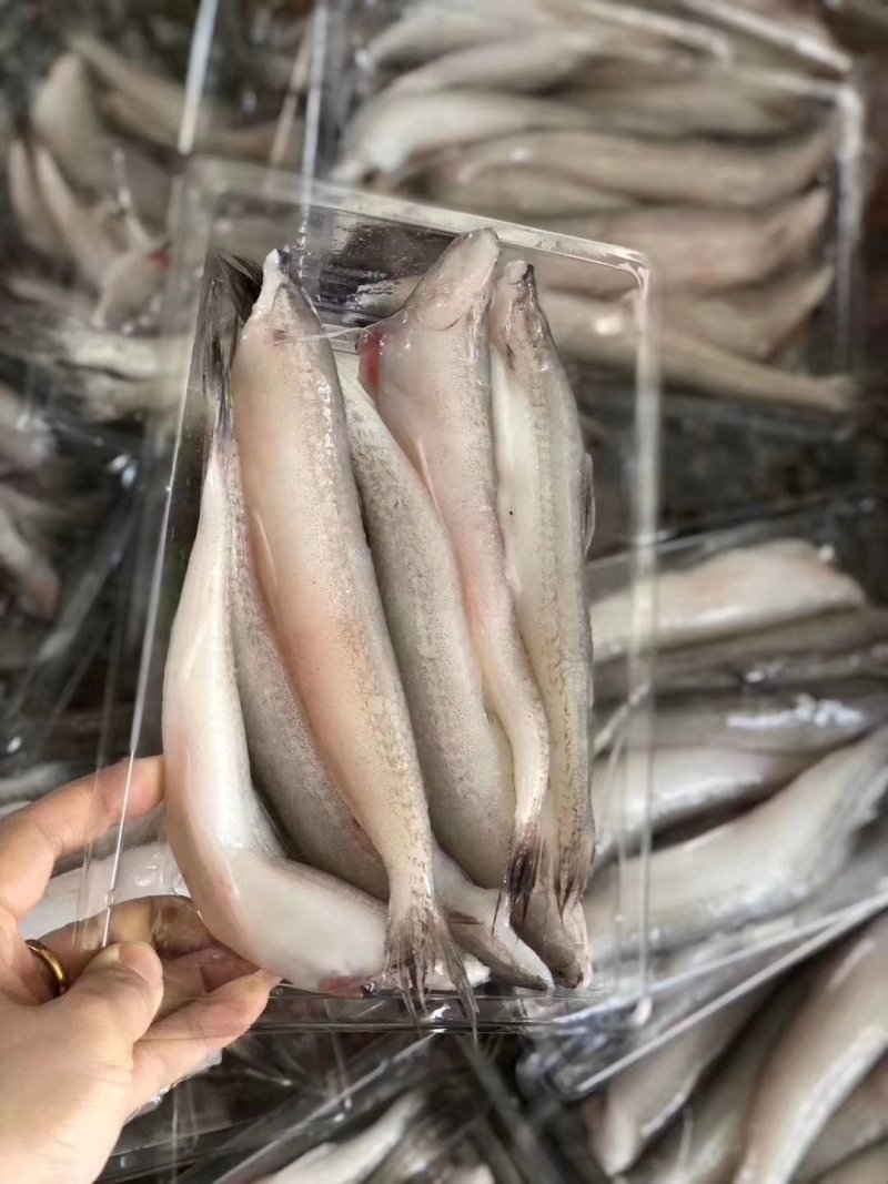 龙头鱼