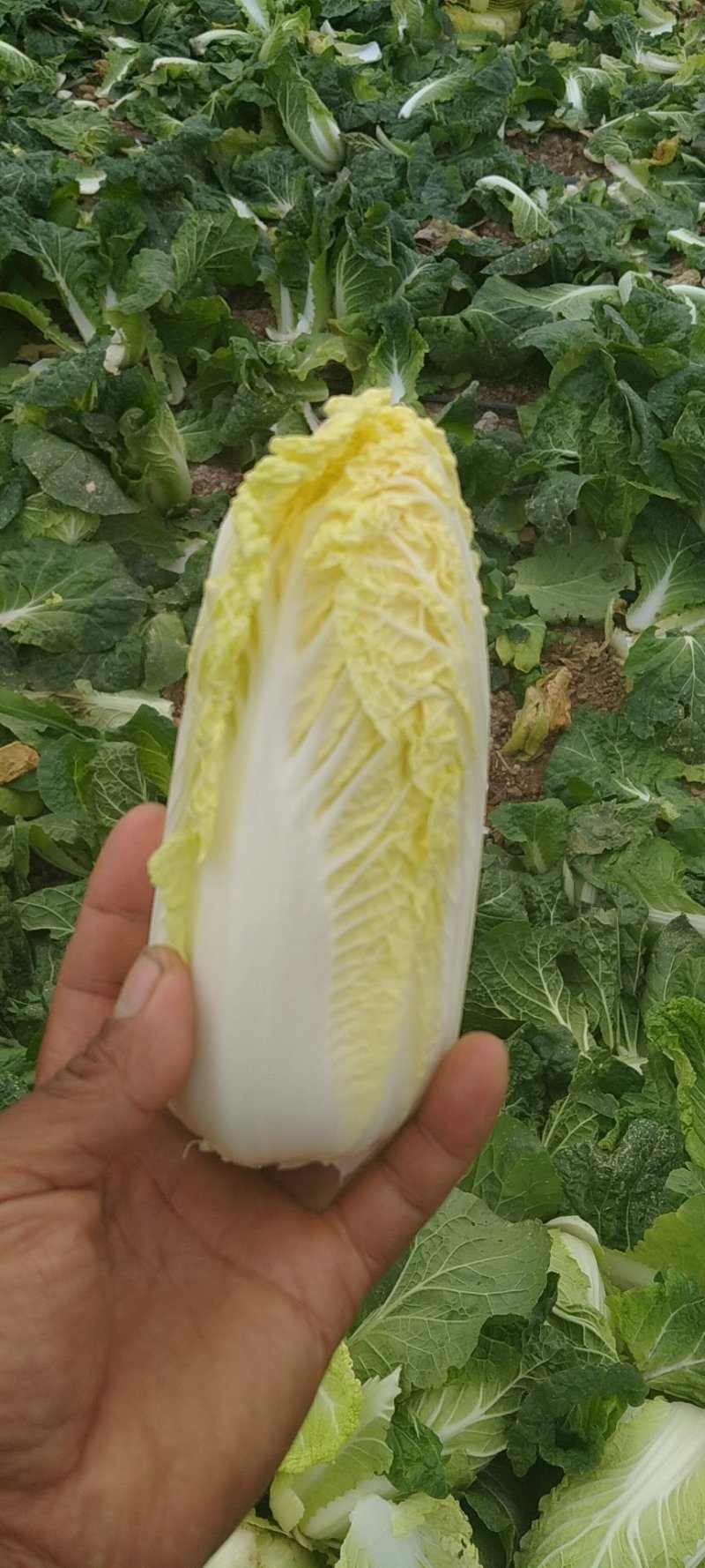 娃娃菜河南鹿邑优质娃娃菜，可视频看货，支持线上交易，欢迎