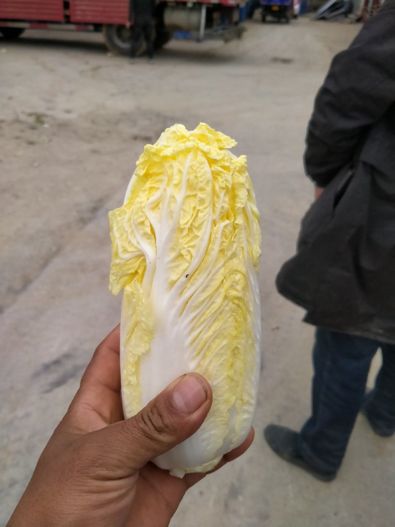 娃娃菜河南鹿邑优质娃娃菜，可视频看货，支持线上交易，欢迎