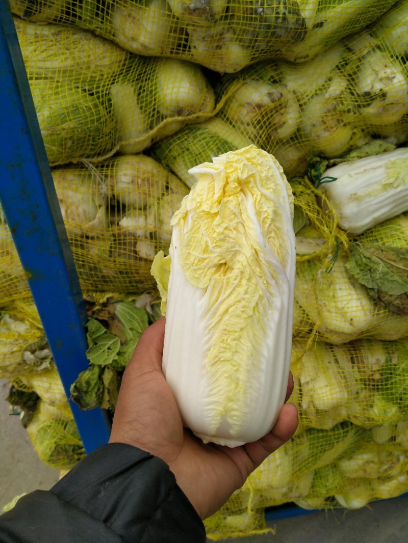 娃娃菜河南鹿邑优质娃娃菜，可视频看货，支持线上交易，欢迎