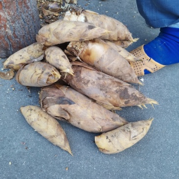 新昌春笋大量出售，有兴趣的看过来