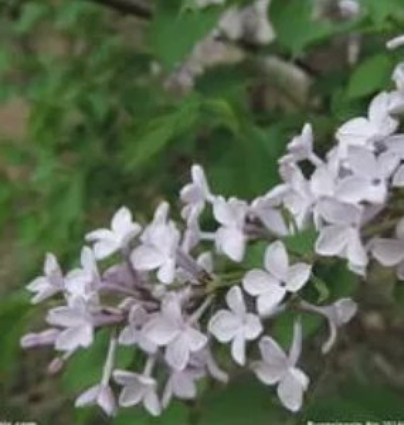 玉丁香种子玉丁香又名丁香牡丹
