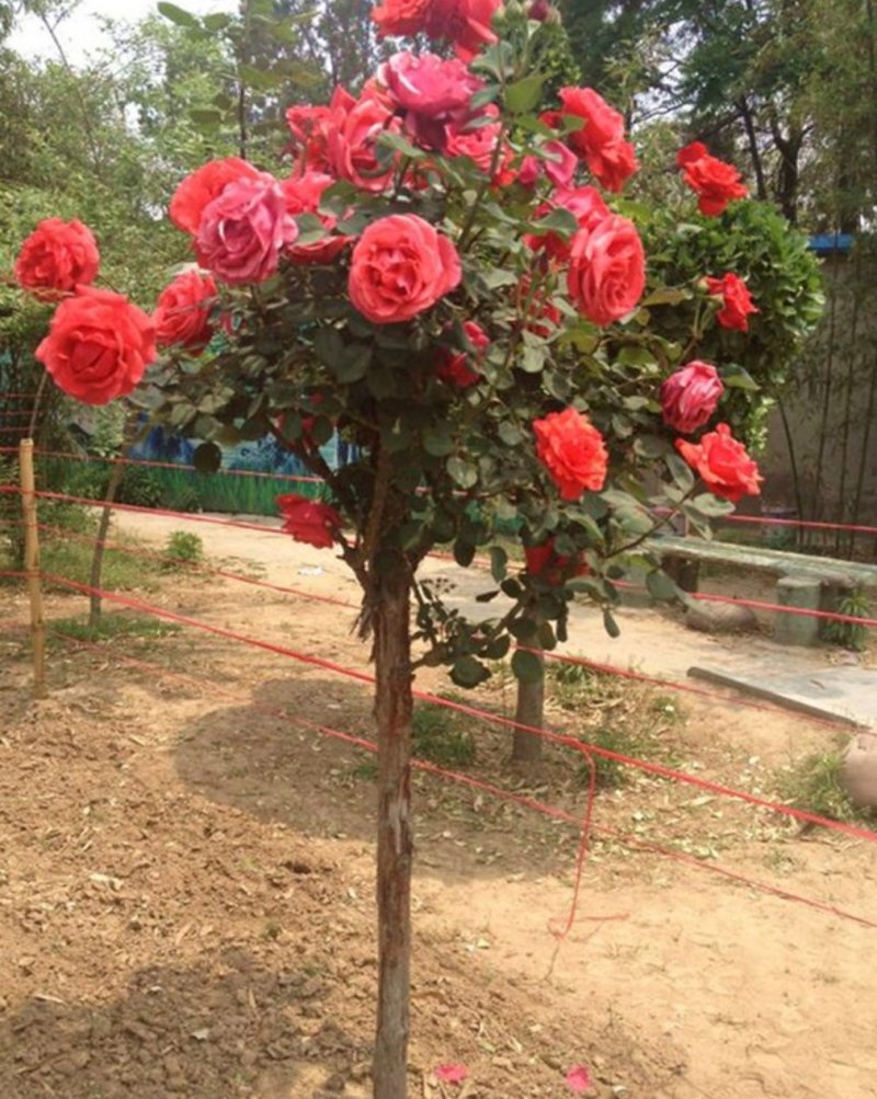 树桩月季花中岛引进欧洲树形月季