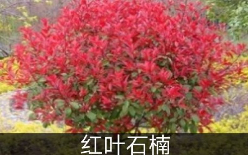 红叶石楠一种非常美观又十分珍贵的景观性观赏植物