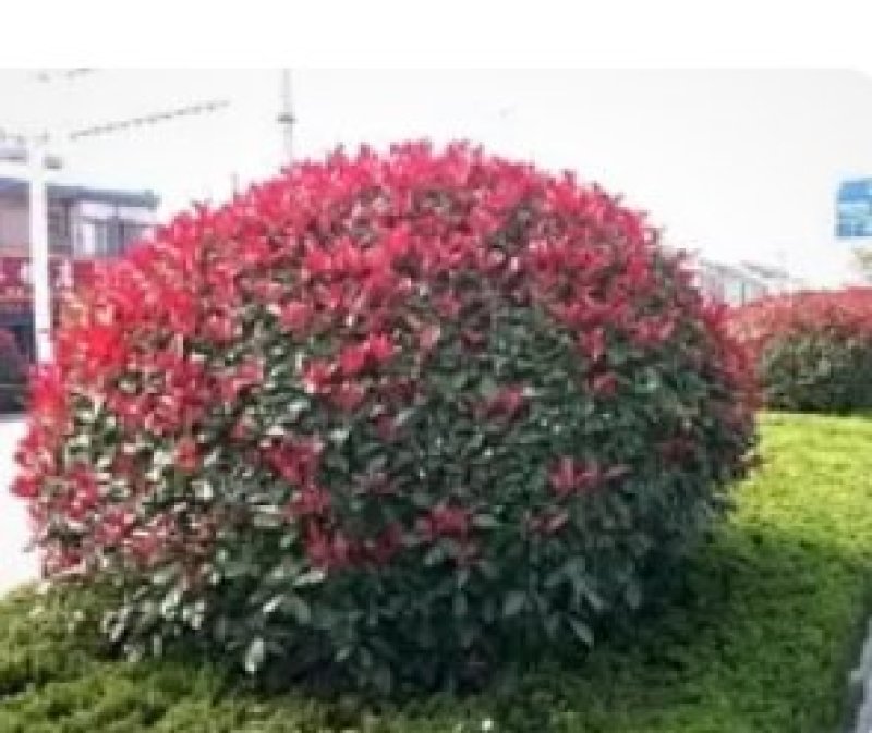 红叶石楠一种非常美观又十分珍贵的景观性观赏植物