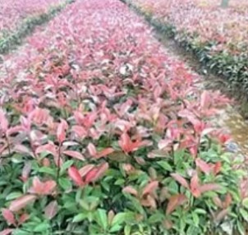 红叶石楠一种非常美观又十分珍贵的景观性观赏植物