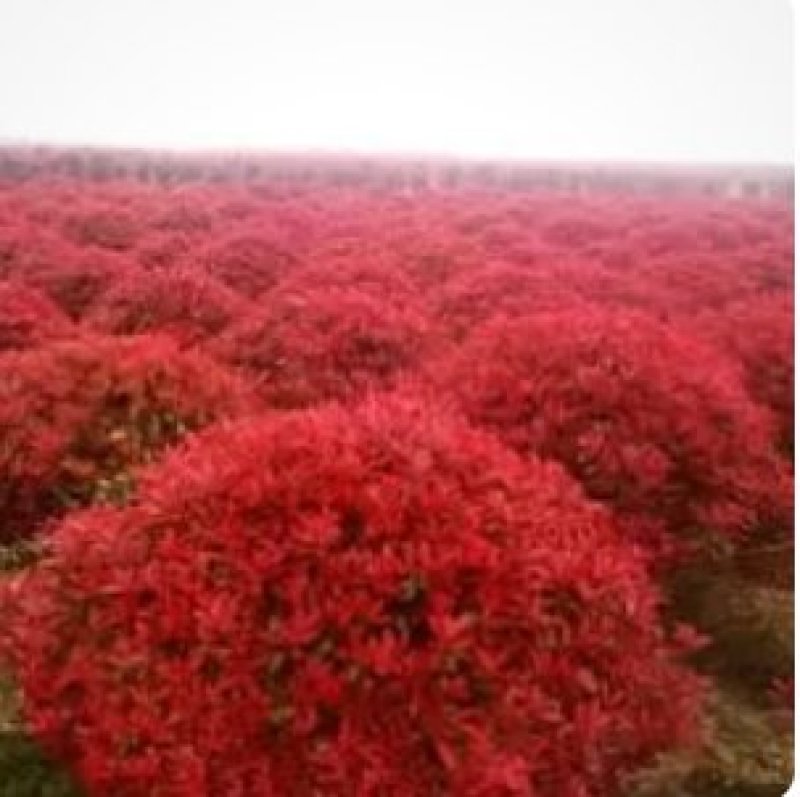 红叶石楠一种非常美观又十分珍贵的景观性观赏植物
