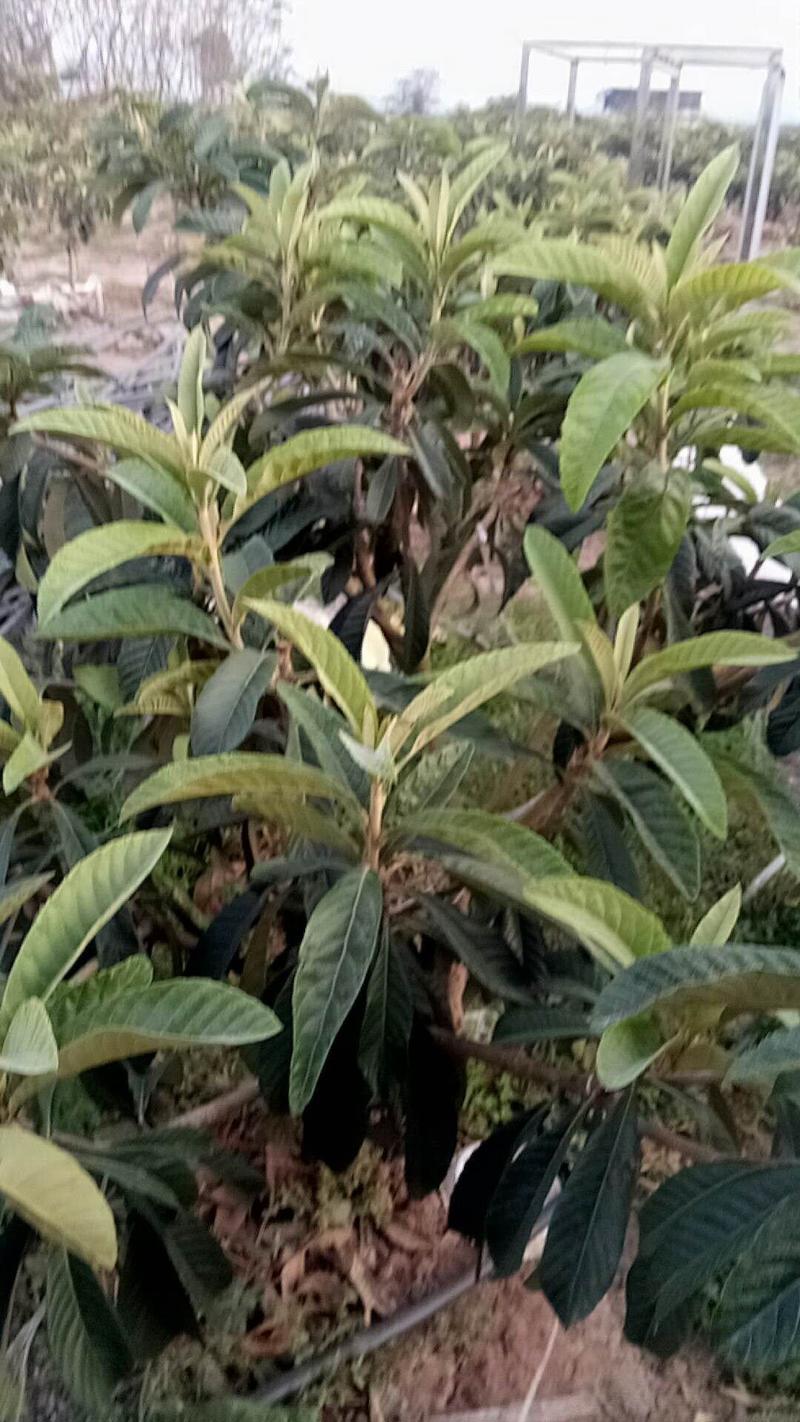 龙泉驿大五星优质枇杷苗，一年生，多年生枇杷树