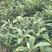 龙泉驿大五星优质枇杷苗，一年生，多年生枇杷树