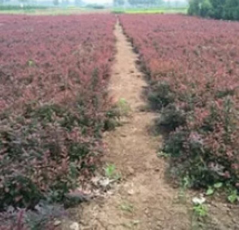 红叶小波别名红叶小檗小檗属