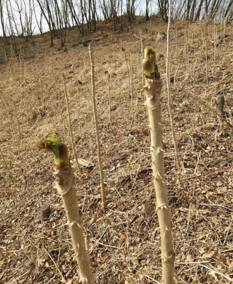 刺嫩芽苗！刺老芽苗！黑龙江抗寒基地直供，乌龙头苗刺头