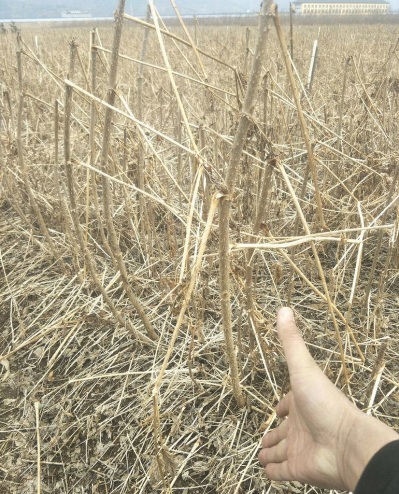 刺嫩芽苗！刺老芽苗！黑龙江抗寒基地直供，乌龙头苗刺头
