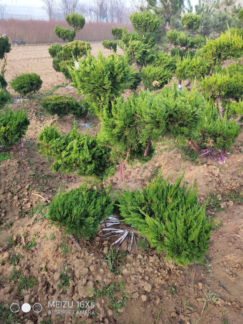 基地直发造型龙柏适用庭院小区绿化工程量大价优报上车价